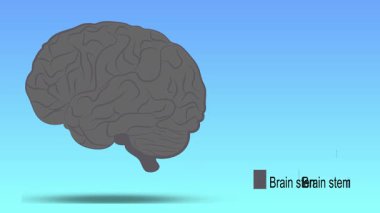 İnsan beyninin tasviri.