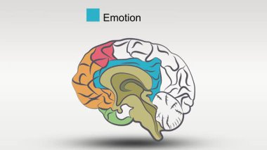 vektör beyin anatomisi çizimi