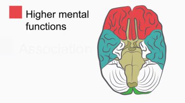 İnsan beyin anatomisi vektör çizim