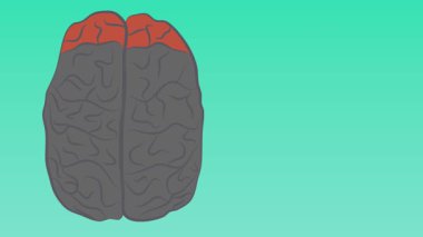 Beyin anatomisi, vektör illüstrasyonu