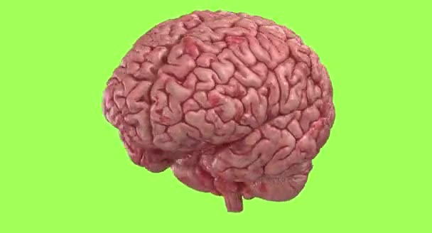human brain on color background