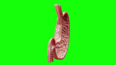 yeşil insan midesi, 3 boyutlu.