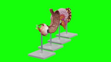 Yeşil arka planı olan bir insan beyninin 3 boyutlu görüntüsü.