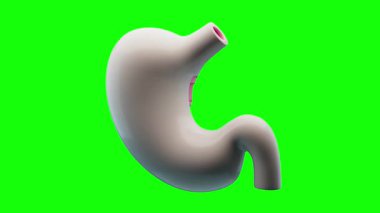 İnsan anatomisinin 3 boyutlu canlandırması