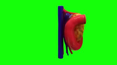 İnsan Sindirim Sistemi Anatomisi