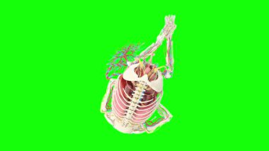 Tıbbi konsept için insan iskeleti anatomisi modeli. Tıbbi kavram için 3 boyutlu illüstrasyon.