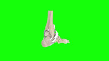 Siyah arka planda üç boyutlu insan iskeleti.