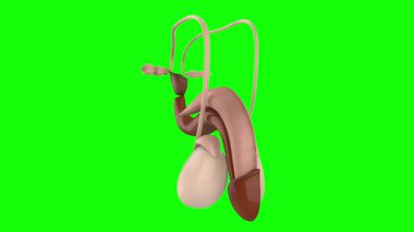 3 boyutlu insan anatomisi ve yeşil böbrek.