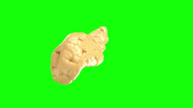 Yeşil arka planda yeşil ceviz