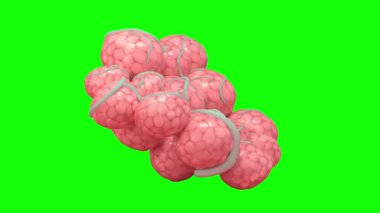 İnsan beynine sahip insan anatomisinin 3 boyutlu çizimi, tıp, bilim ve tıp için anatomi kavramı