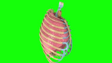 İnsan kalbi anatomisi modeli