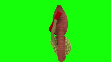 Yeşil arkaplanda kırmızı kurdeleli yeşil elmanın üç boyutlu resmi