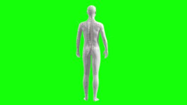 İnsan iskeleti anatomisi tıbbi anatomi 3 boyutlu tanımlama - tıbbi kavram