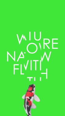 Akan Koi Balığıyla Doğanın Huzurunu Keşfedin