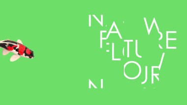 Doğada Yüzen Koi Balığının Huzurunu Keşfedin