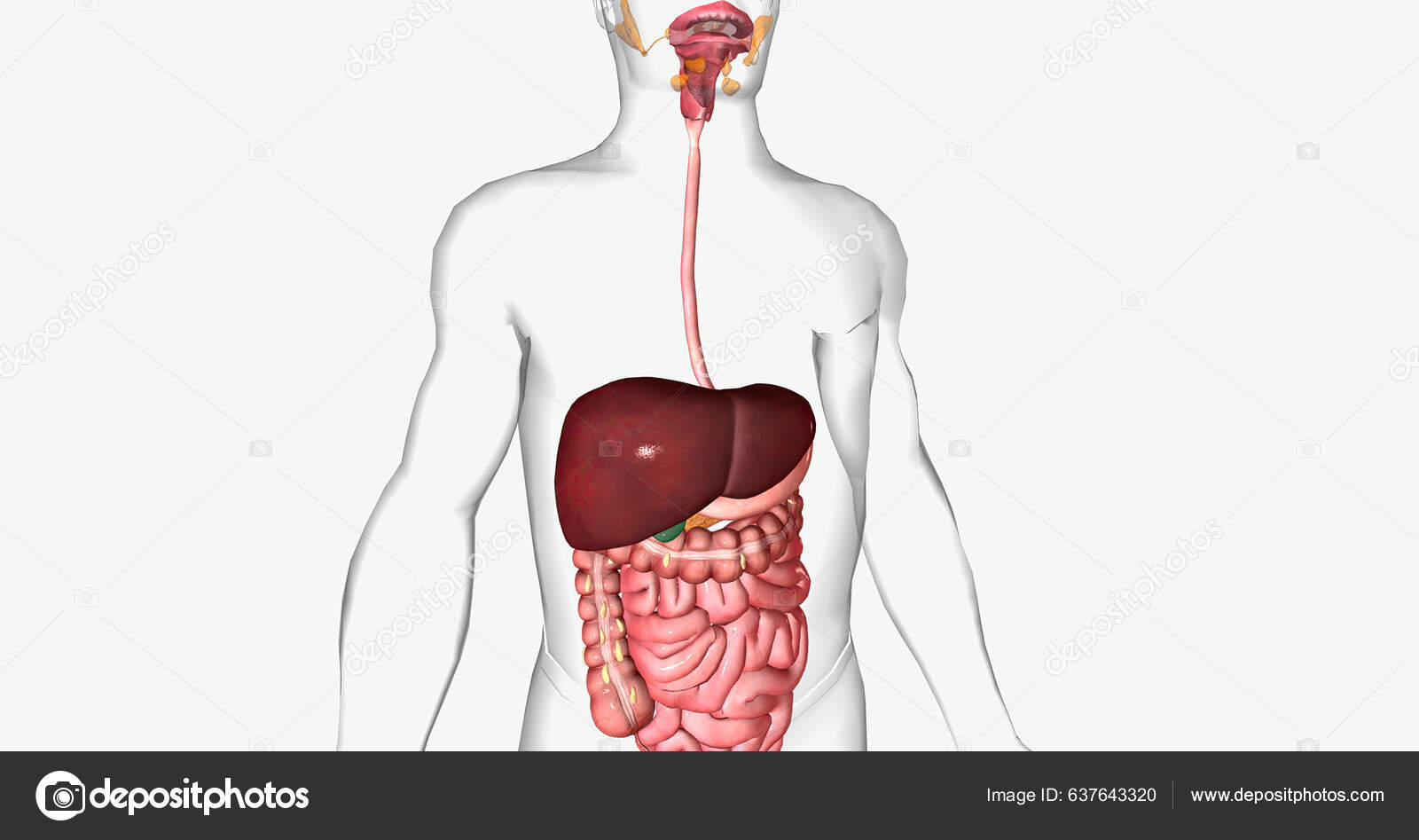 Digestive System Made Gastrointestinal Tract Glandular Organs Including