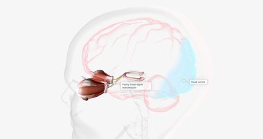Strabismic Amblyopia, Visual Pathway with Eye Movement 3D rendering