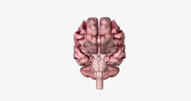 Brain with Severe Alzheimer's Disease 3D rendering