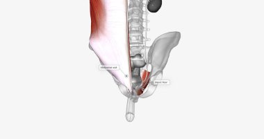 The urinary bladder is surrounded by the muscles that make up the abdominal wall and pelvic floor. 3D rendering