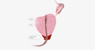 The Prostate, Sagittal Cross Section 3D rendering