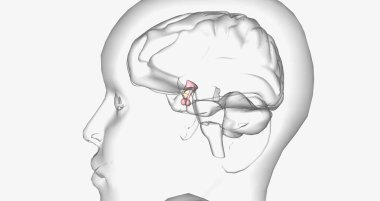 High volume of CRH released from hypothalamus 3D rendering