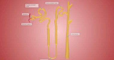 The Overview of Nephron Function 3D rendering