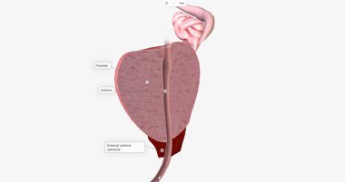 The Prostate, Sagittal Cross Section 3D rendering