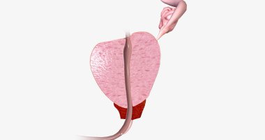 The Prostate, Sagittal Cross Section 3D rendering