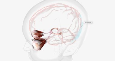 Normal Visual Pathway with Eye Movement 3D rendering
