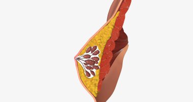 The mammary glands as modified sweat glands designed to produce and secrete milk. 3D rendering