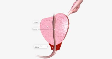 The Prostate, Sagittal Cross Section 3D rendering