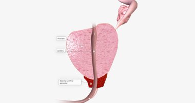 The Prostate, Sagittal Cross Section 3D rendering