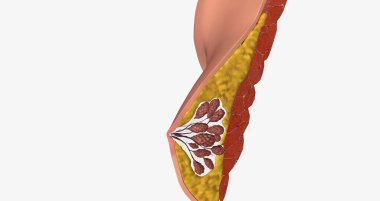 The mammary glands as modified sweat glands designed to produce and secrete milk. 3D rendering