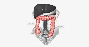 The colon is a muscular tube that makes up the biggest part of the large intestine. 3D rendering
