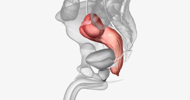 The last two sections of the large intestine, or colon, are the sigmoid colon and rectum. 3D rendering