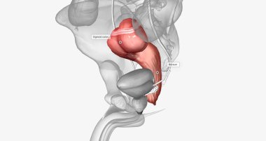 The last two sections of the large intestine, or colon, are the sigmoid colon and rectum. 3D rendering