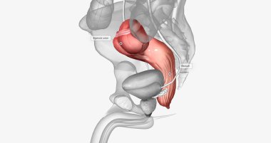 The last two sections of the large intestine, or colon, are the sigmoid colon and rectum. 3D rendering