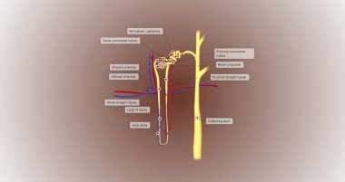 The function of the nephron is to convert blood to urine and consists of the tubular system and the renal corpuscle.3D rendering