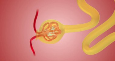 When blood reaches the kidney, the nephron filters it from fluid, red blood cells, platelets, ions, and molecular nutrients. 3d render