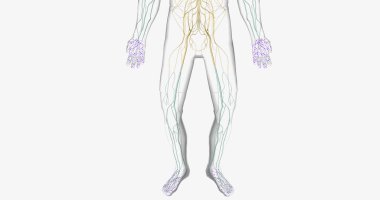 Guillain Barre syndrome is a rare disorder in which your body's immune system attacks your nerves. 3D rendering