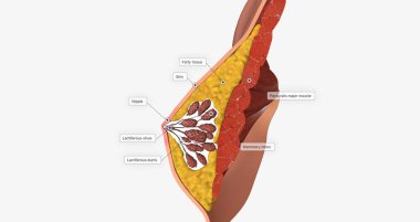 The mammary glands as modified sweat glands designed to produce and secrete milk. 3D rendering