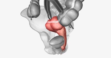 The last two sections of the large intestine are the sigmoid colon and rectum. 3D rendering
