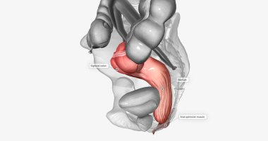 The last two sections of the large intestine are the sigmoid colon and rectum. 3D rendering