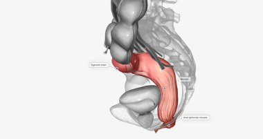 The last two sections of the large intestine are the sigmoid colon and rectum. 3D rendering