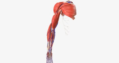 The upper limbs are symmetrical, appendicular structures that are attached to the thorax at the shoulder joint. 3D rendering
