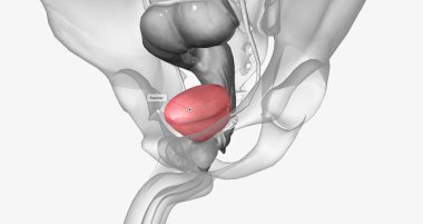The urinary bladder is a muscular, pouch-like organ of the urinary system. 3D rendering