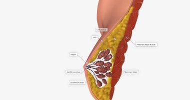 The mammary glands as modified sweat glands designed to produce and secrete milk. 3D rendering