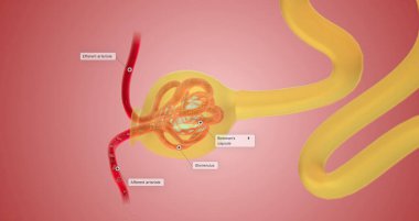 When blood reaches the kidney, the nephron filters it from fluid, red blood cells, platelets, ions, and molecular nutrients. 3d render