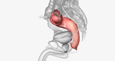 The last two sections of the large intestine, or colon, are the sigmoid colon and rectum. 3D rendering