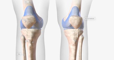 The knee joint contains ligaments, membranes, bursae, and cartilage that stabilize the joint during flexion, extension, and rotation. 3D rendering